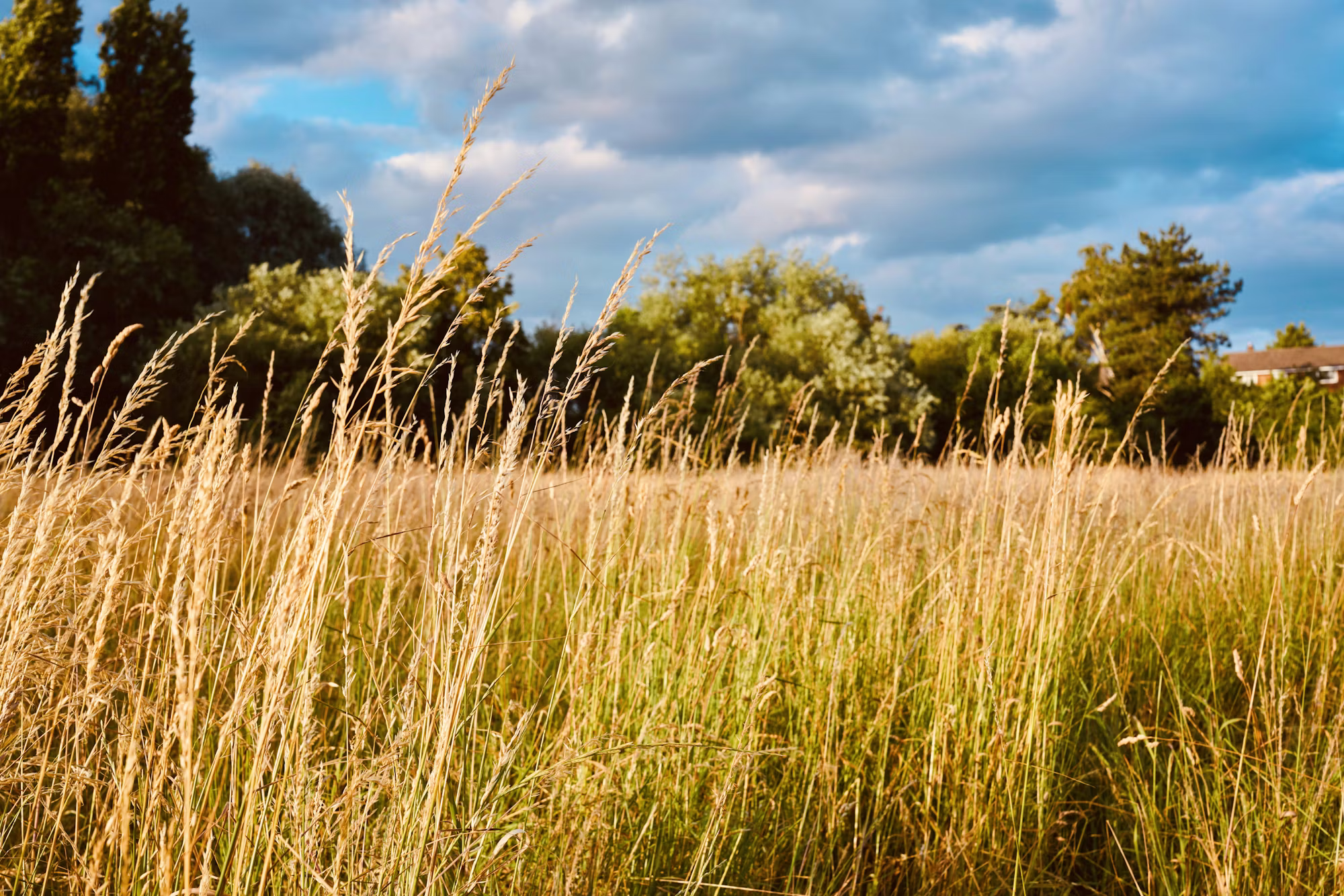 Die Kraft der Superfoods: Erhöhen Sie Ihr Ernährungsspiel